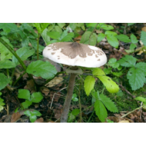 Міцелій гриба-парасолька