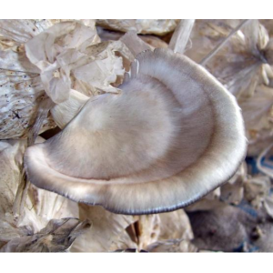 Міцелій Гливи флоридської, Pleurotus ostreatus Florida (сухий 100гр)