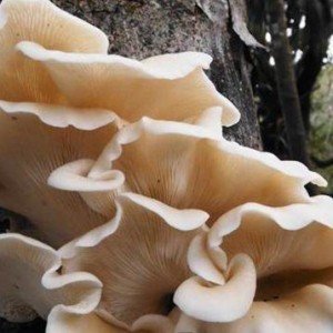 Міцелій Глива флоридської, Pleurotus ostreatus Florida (живий 300гр)