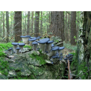 Міцелій Гливи синя панчоха, Pleurotus columbinus (сухий 100гр)