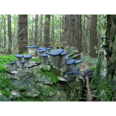 Міцелій Гливи синя панчоха, Pleurotus columbinus (сухий 100гр)