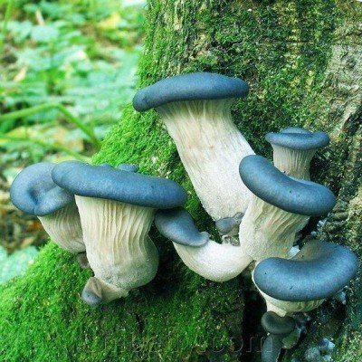 Міцелій Гливи синя панчоха, Pleurotus columbinus (живий 300гр)