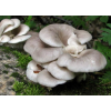 Міцелій Гливи ріжкоподібної, Pleurotus cornucopiae (сухий 100гр)