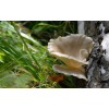 Міцелій Гливи ріжкоподібної, Pleurotus cornucopiae (сухий 100гр)