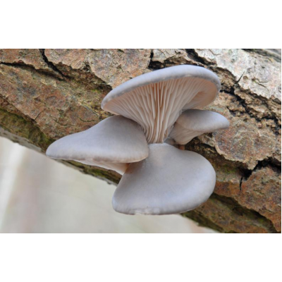 Міцелій Глива морське вушко, Pleurotus abalonus (сухий 100гр)