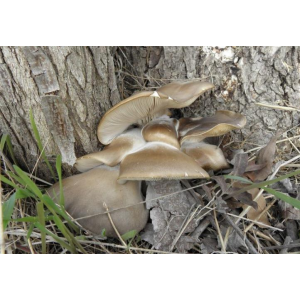 Міцелій Глива морське вушко, Pleurotus abalonus (живий 300гр)