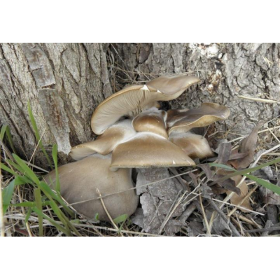 Міцелій Глива морське вушко, Pleurotus abalonus (живий 300гр)