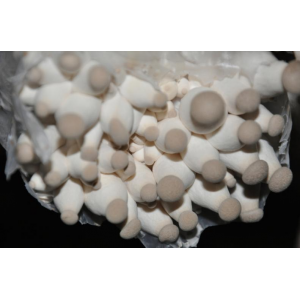 Міцелій Глива королівської, Pleurotus eryngii (живий 300гр)