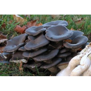 Міцелій Глива китайський чорний, Pleurotus ostreatus (сухий 100гр)