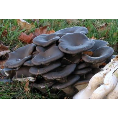 Міцелій Глива китайський чорний, Pleurotus ostreatus (сухий 100гр)