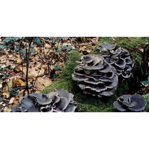 Міцелій Глива китайський чорний, Pleurotus ostreatus (живий 300гр)