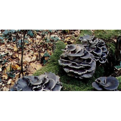 Міцелій Глива китайський чорний, Pleurotus ostreatus (живий 300гр)