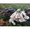 Міцелій Глива китайський чорний, Pleurotus ostreatus (живий 300гр)