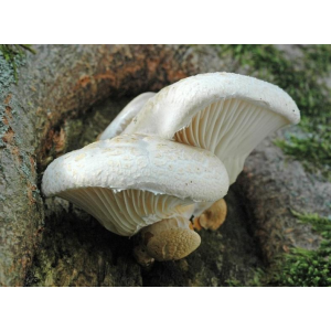 Міцелій Глива дубовий, Pleurotus dryinus (сухий 100гр)