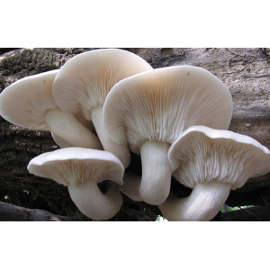 Міцелій Глива дубовий, Pleurotus dryinus (живий 300гр)