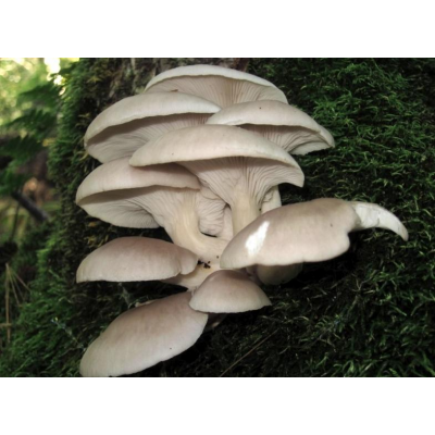 Міцелій Глива білий ельф, Pleurotus cystidiosus (сухий 100 гр)