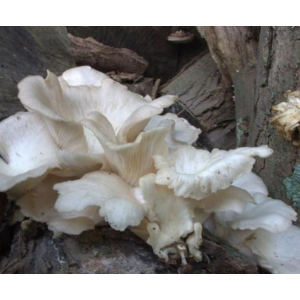 Міцелій Глива білої, Pleurotus pulmonarius (сухий 100гр)