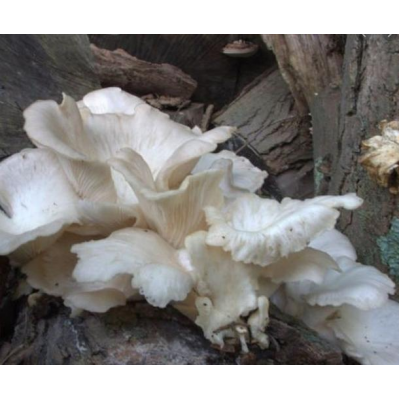 Міцелій Глива білої, Pleurotus pulmonarius (сухий 100гр)