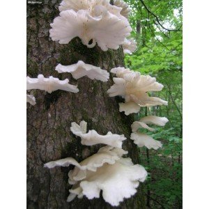 Міцелій Глива білої, Pleurotus pulmonarius (живий 300гр)