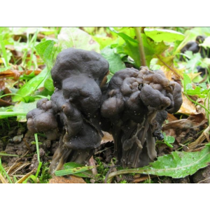 Міцелій Лопатника борозенчастого, Helvella lacunosa (живий 300гр)